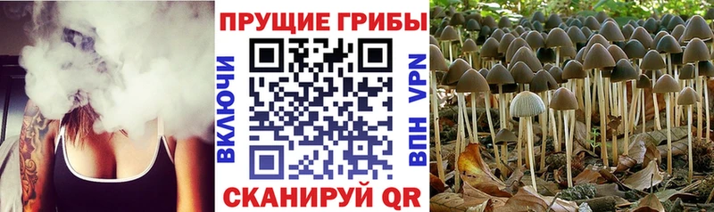 Галлюциногенные грибы MAGIC MUSHROOMS  Рыбное 